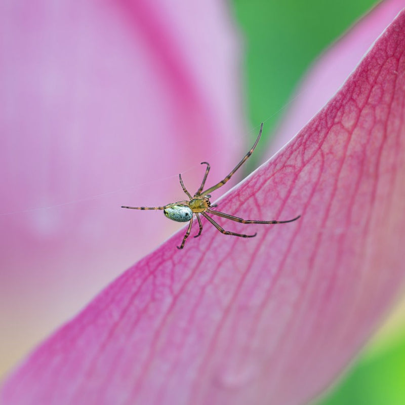 Spider on Pink Lotus