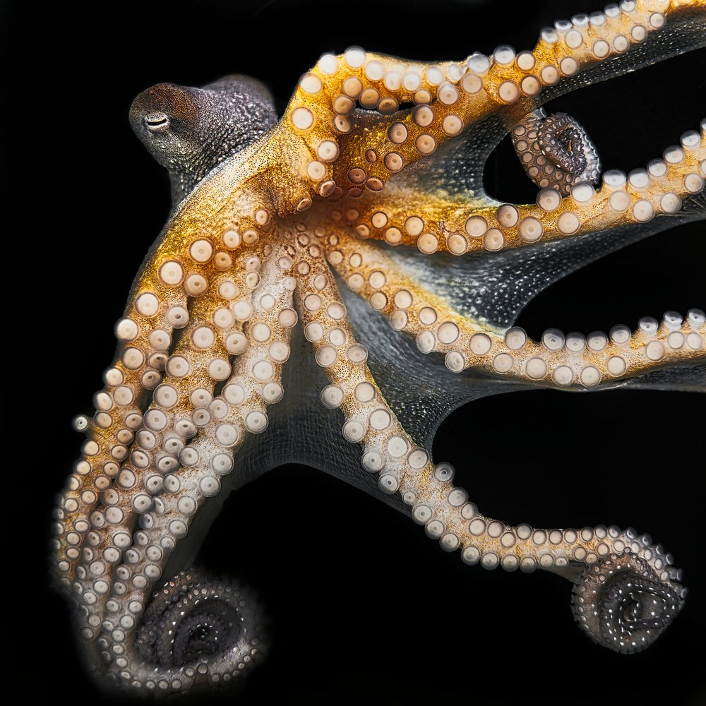 Golden Octopus Portrait