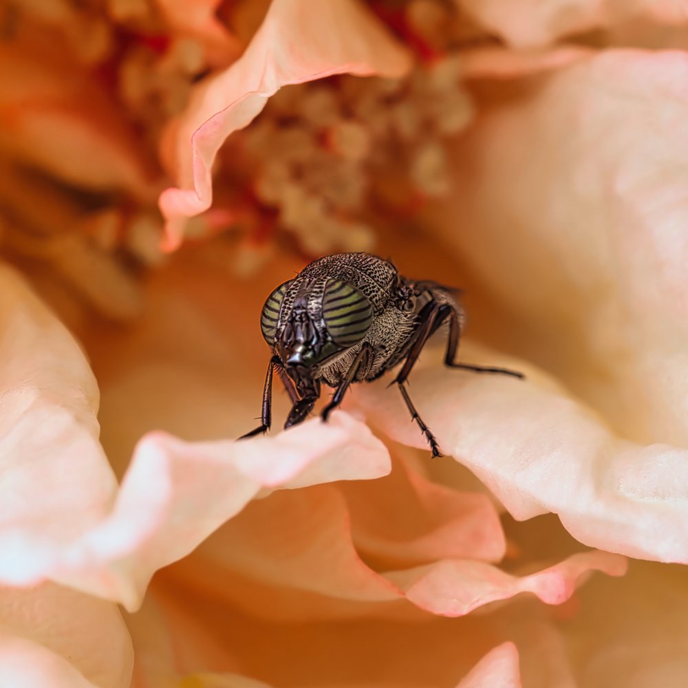 Green-Eyed Fly on Peach