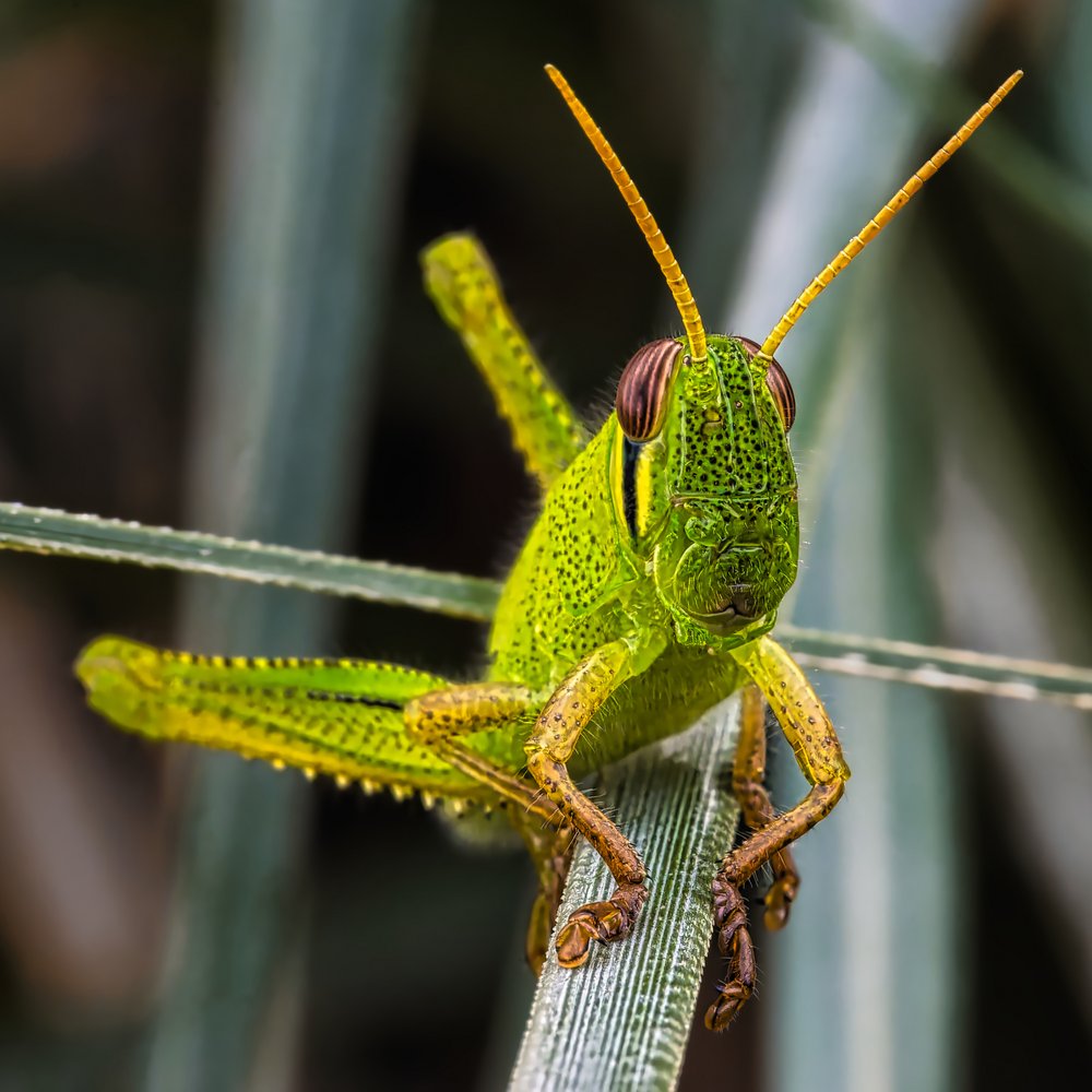Vibrant Grasshopper Macro