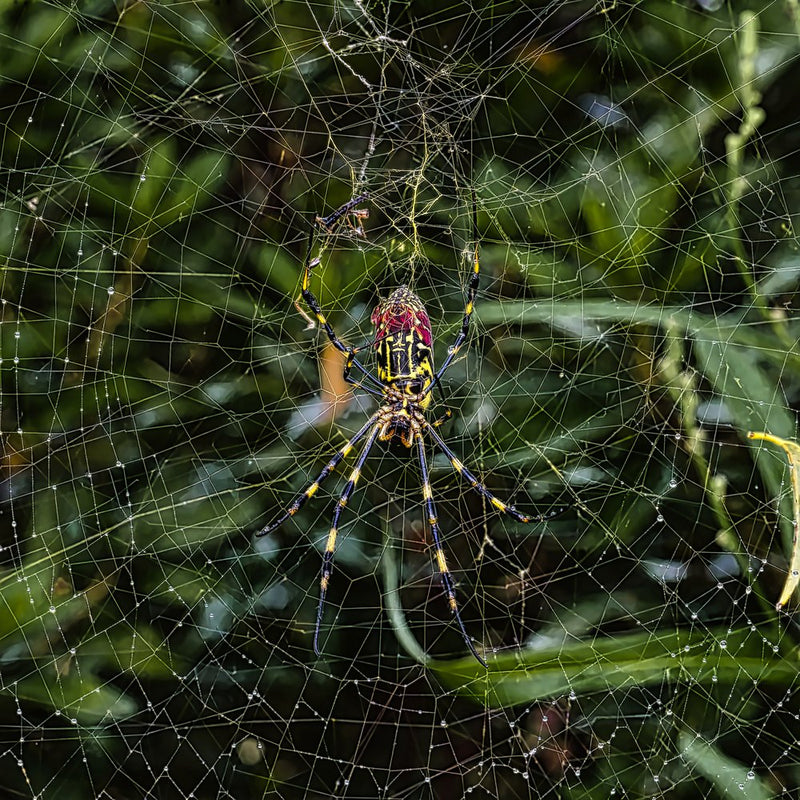 Vibrant Spider on Web