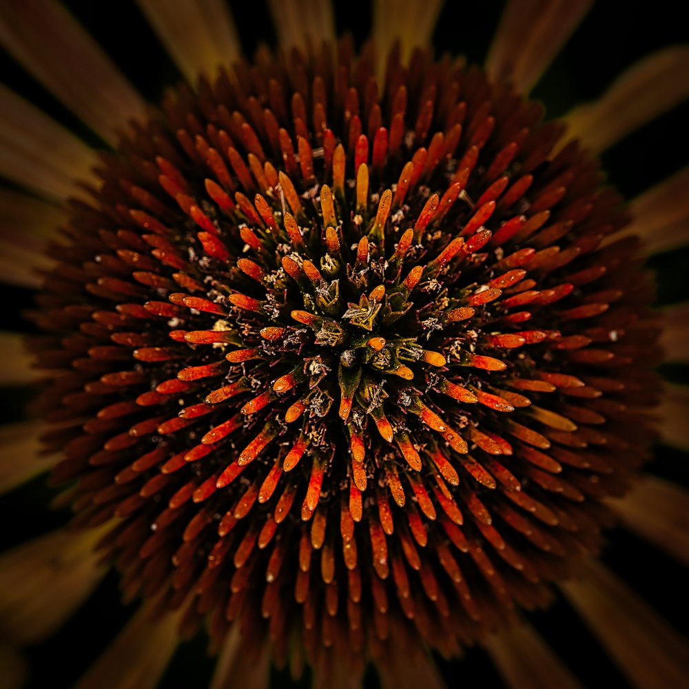 Vibrant Floral Core