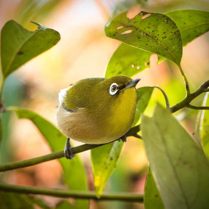Bright Eyed White-eye