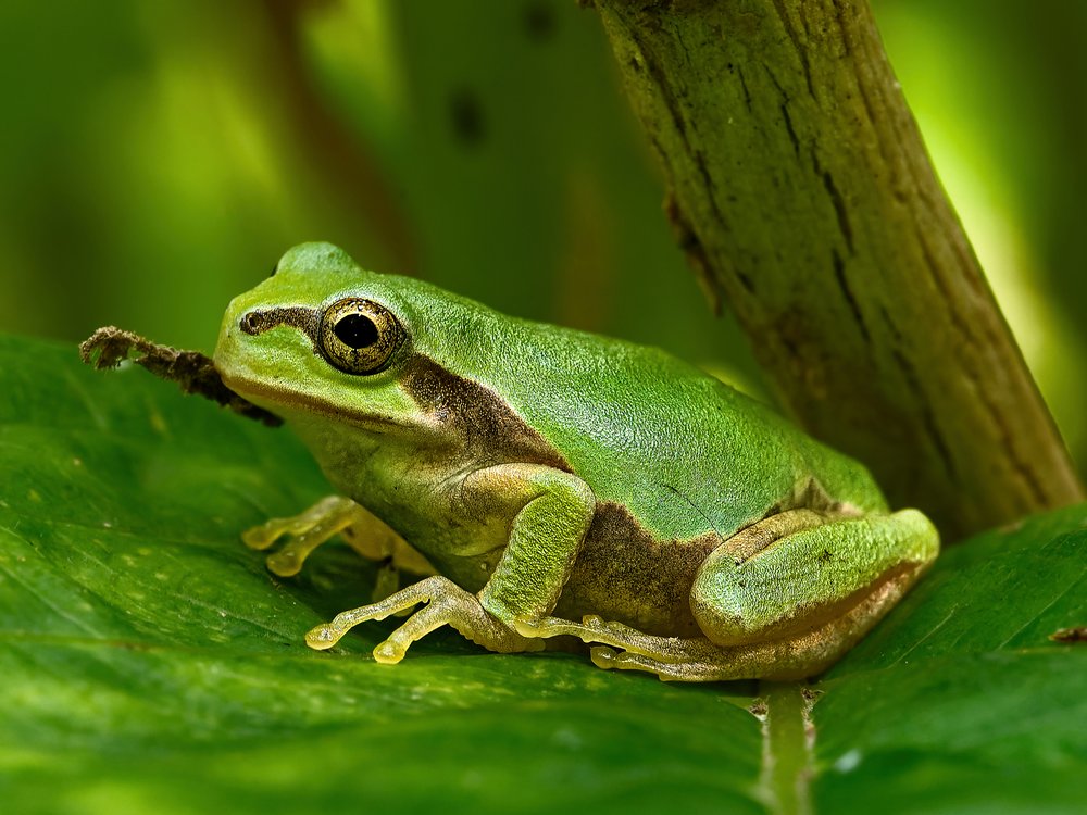 Green Tree Frog