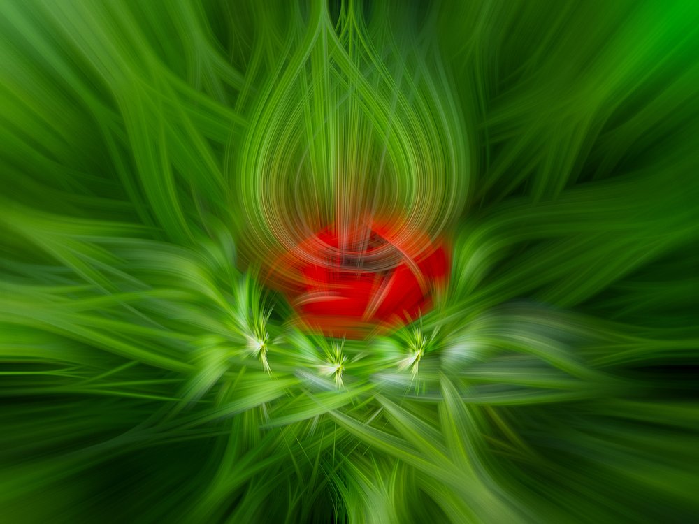 Abstract Red Bloom