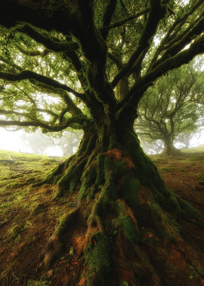 Ancient Mossy Forest