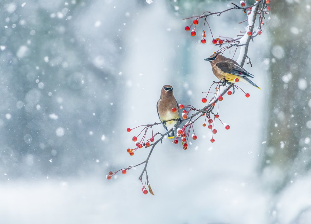Cedar Waxwings Snowfall