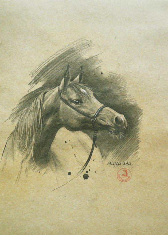 Spirited Horse Portrait