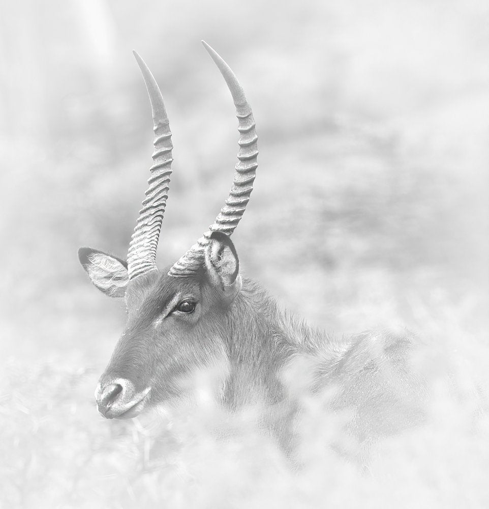 Serene Waterbuck Portrait