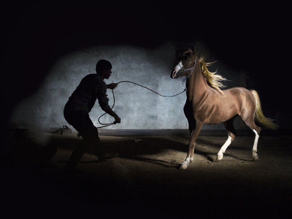 Powerful Horse and Handler
