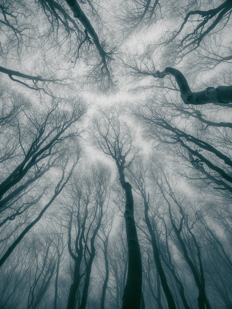 Misty Forest Canopy