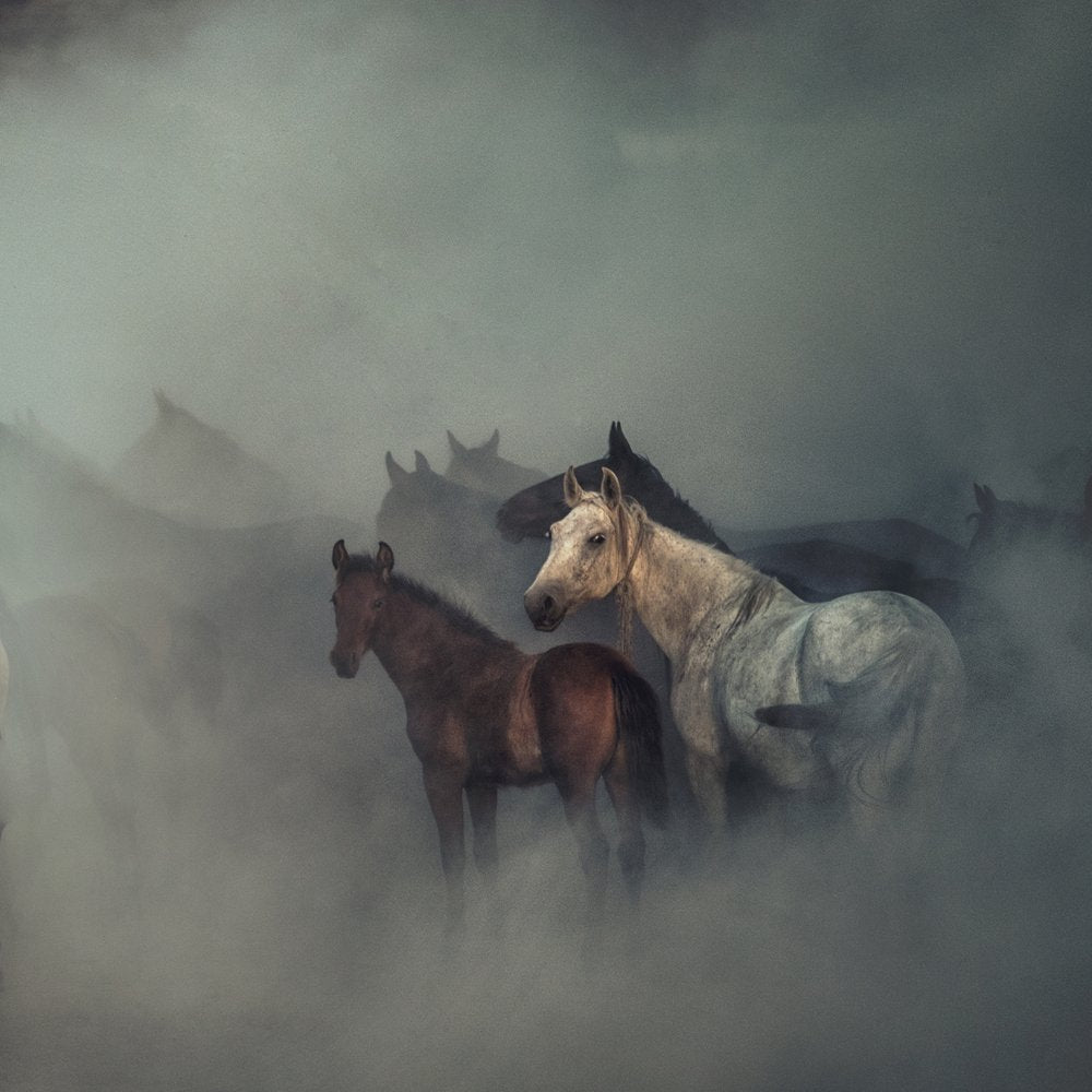 Mysterious Horse Herd