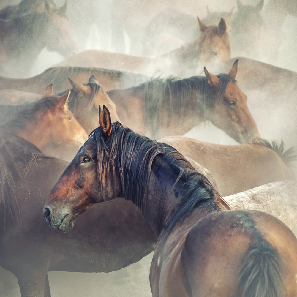 Misty Horse Herd