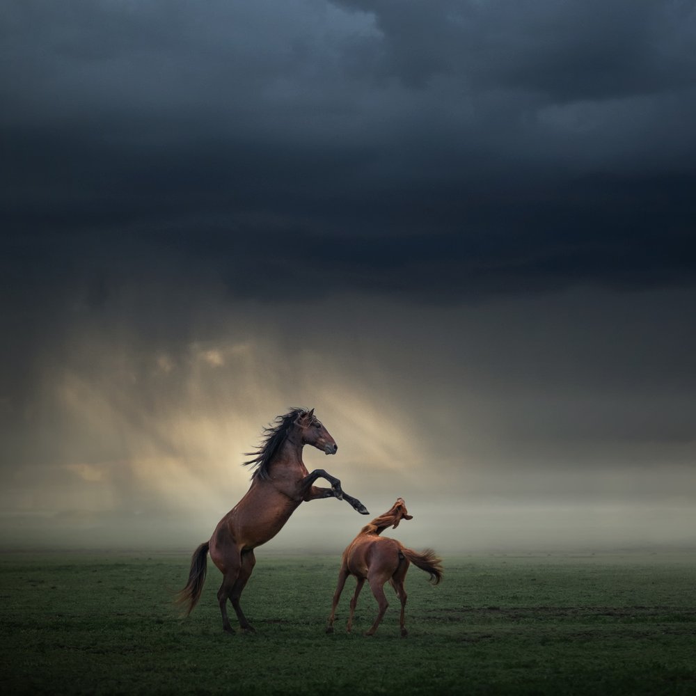 Wild Horses Stormy Sky