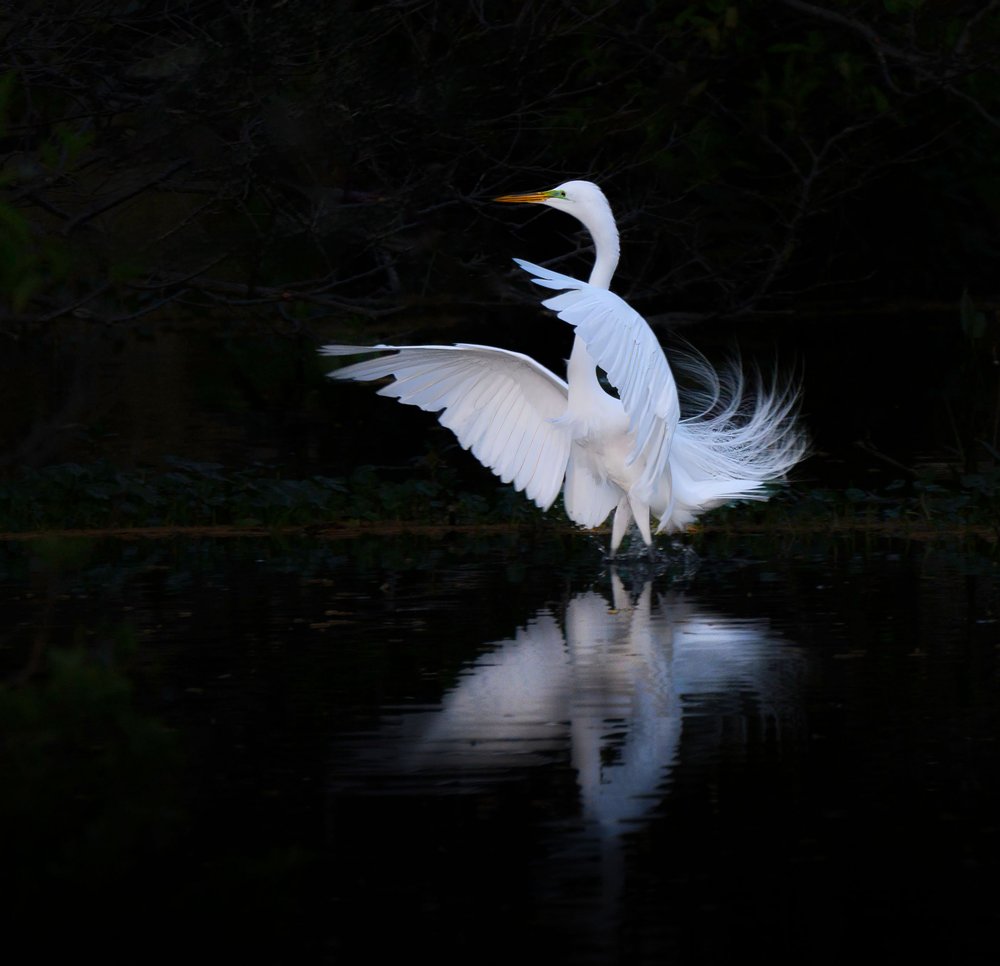 Graceful Egret Reflection