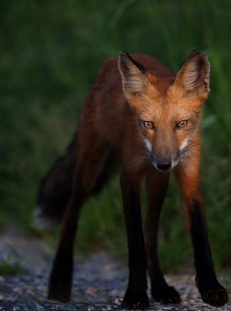 Alert Red Fox