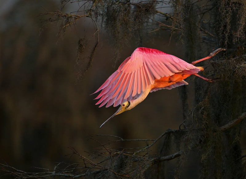 Pink Spoonbill Flight