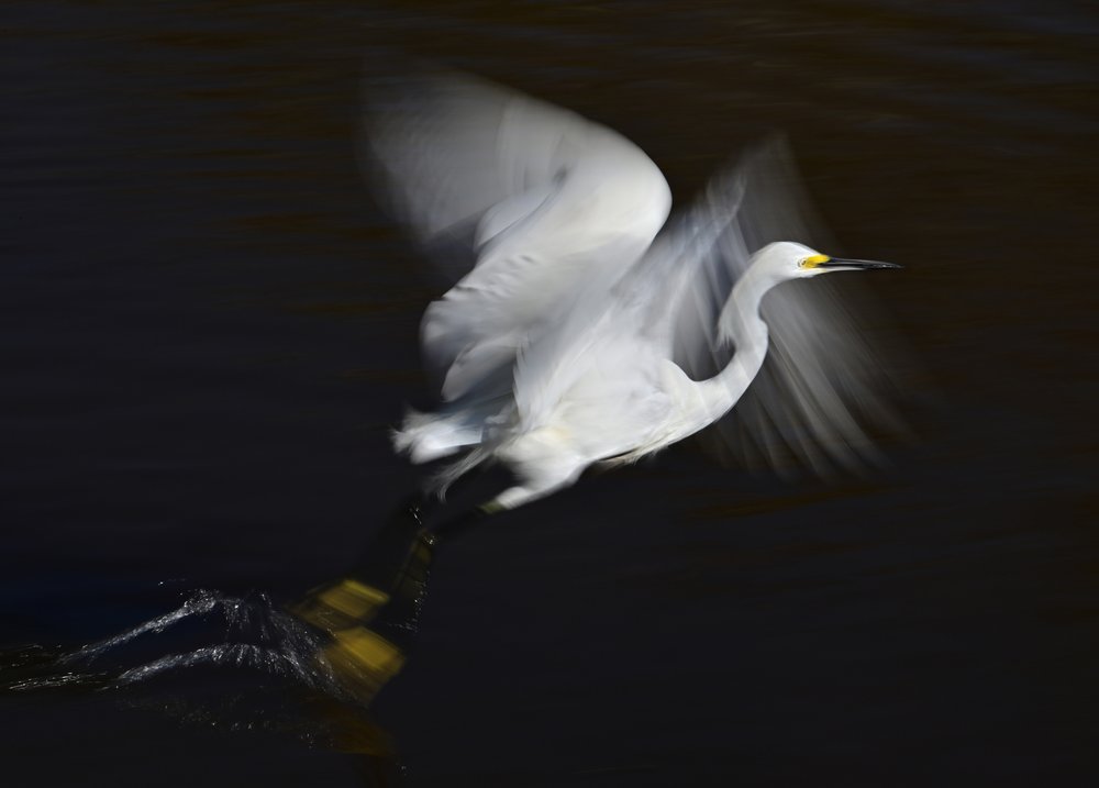 Snowy Egret Takes Flight