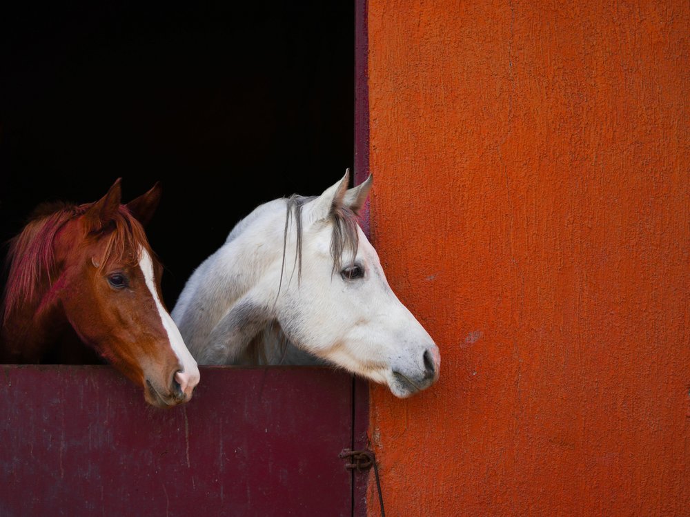Two Horses Peeking