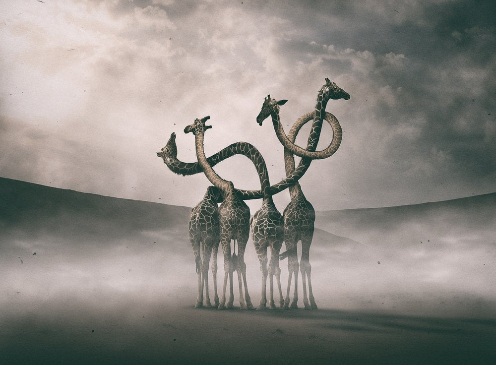Surreal Giraffe Necks