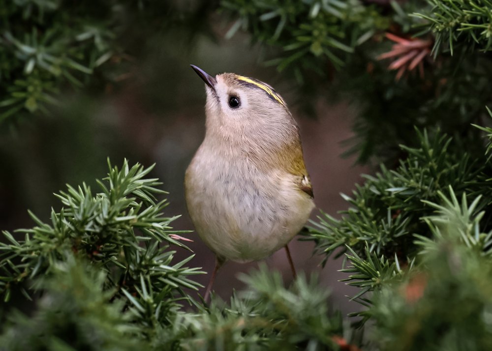 Tiny Goldcrest Looking Up