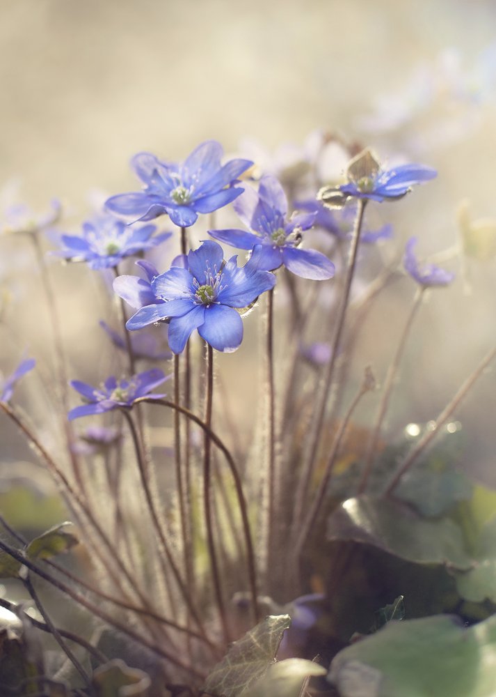 Blue Spring Blossoms