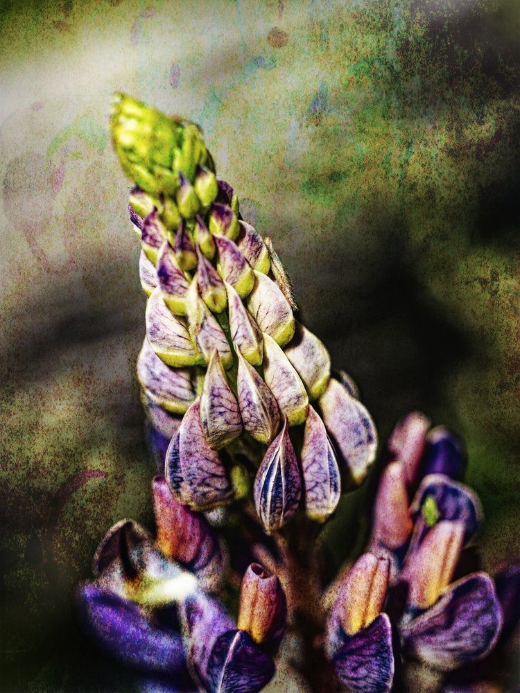 Vibrant Lupine Bloom