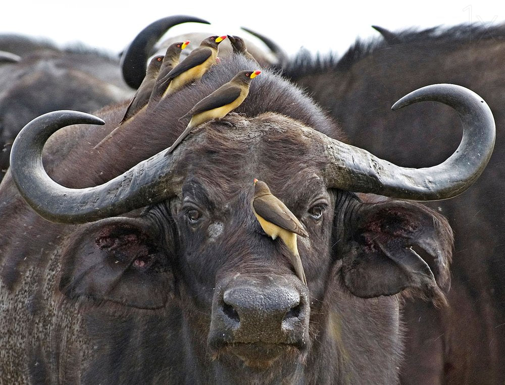 Powerful Buffalo with Oxpeckers