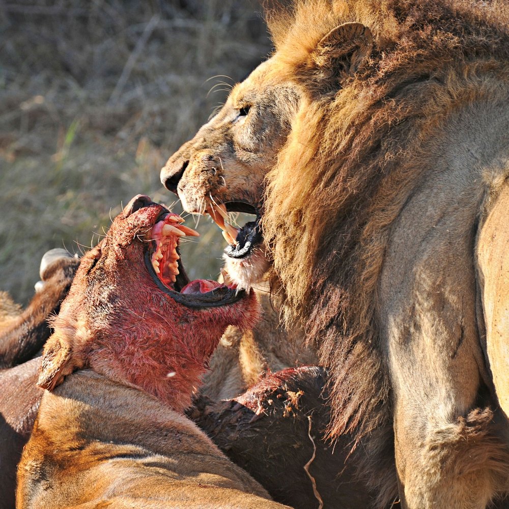 LIONS FIGHT