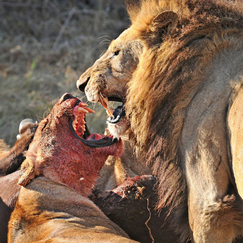 LIONS FIGHT