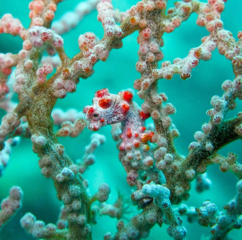 Pygmy Seahorse Camouflage