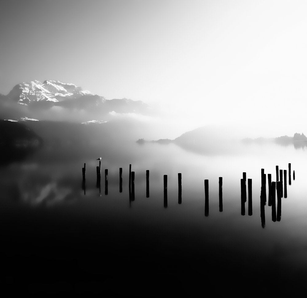 Bird On Misty Lake