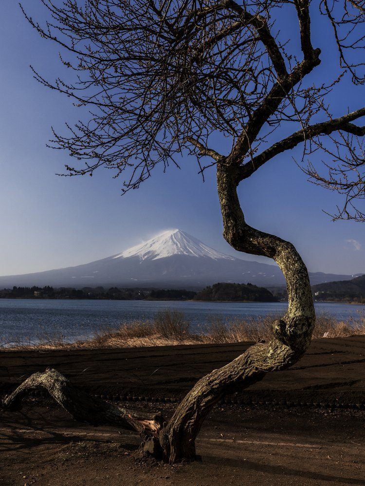 Mount Fuji Winter Tree