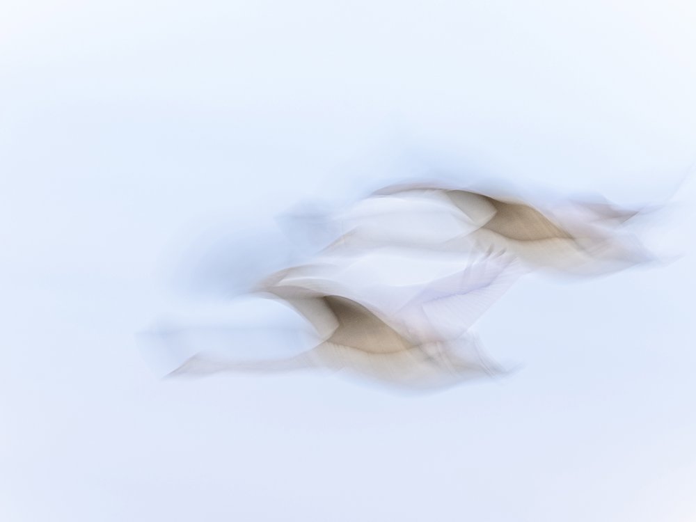 Graceful Blurred Flight