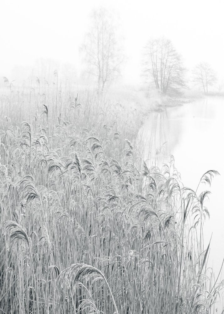 Misty Winter Reeds