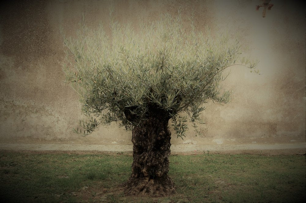 Timeless Olive Tree