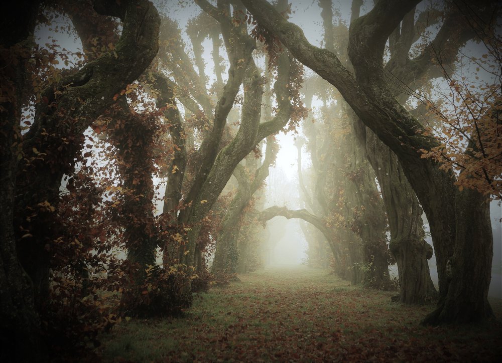 Misty Autumn Archway
