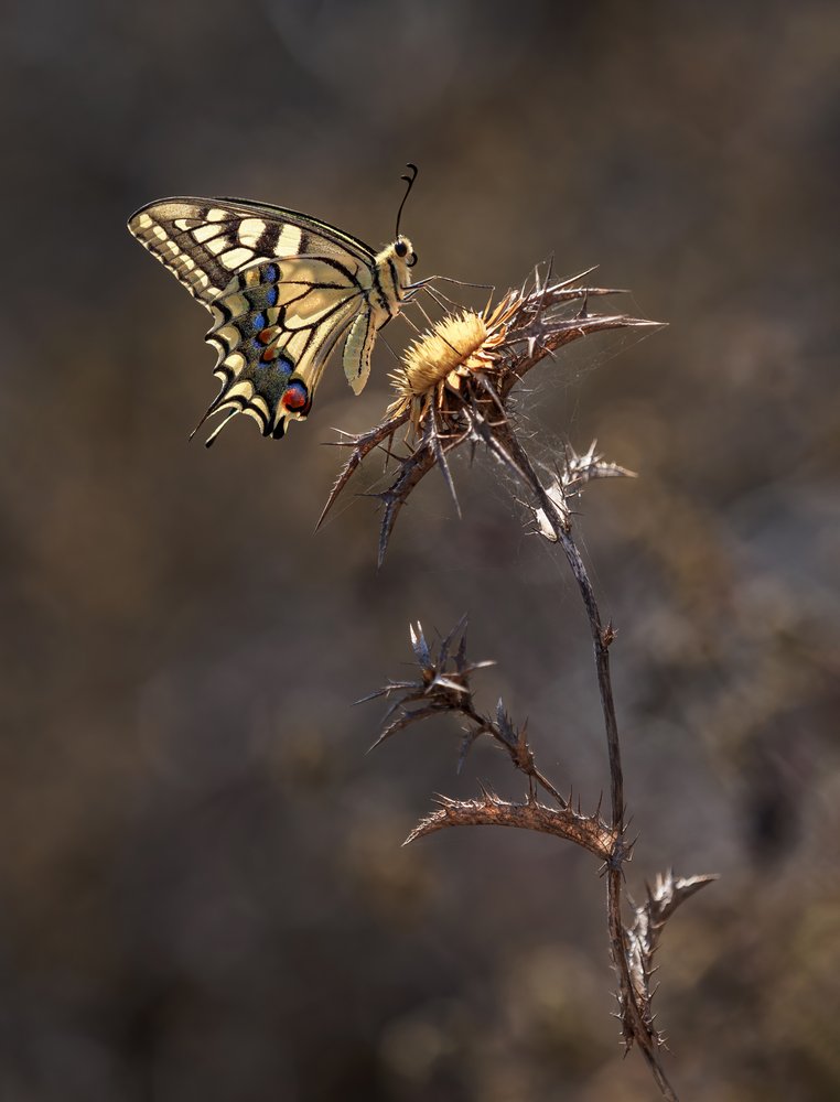Vibrant Swallowtail Thistle