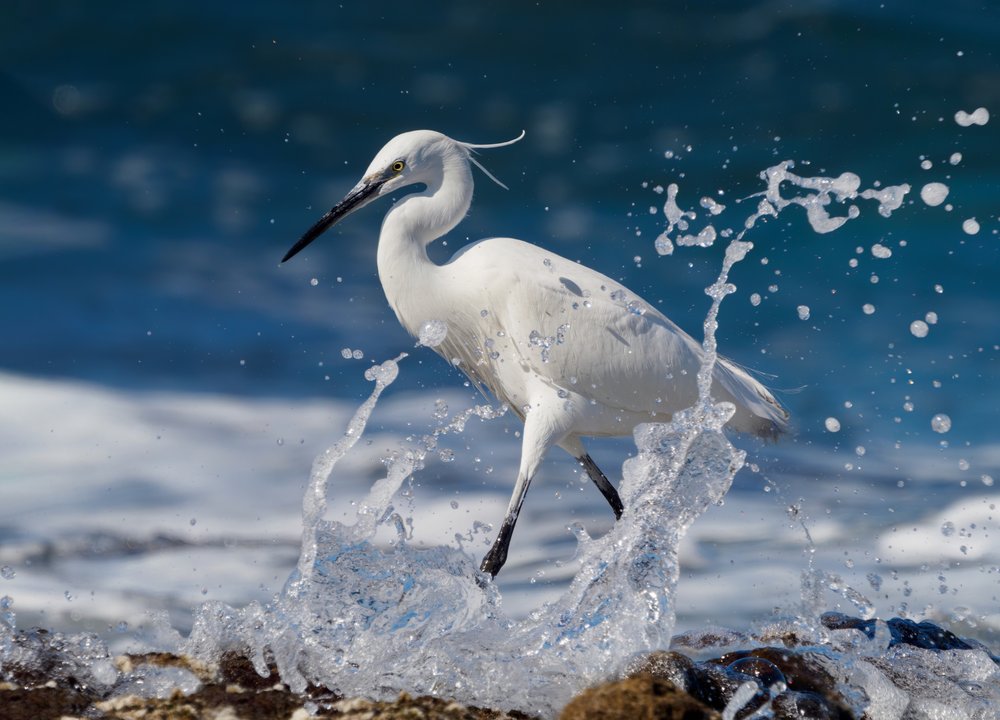 White Egret Ocean Splash