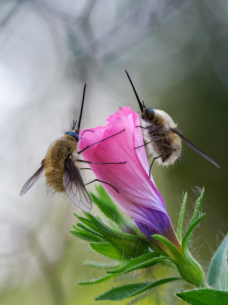 Bee Flies on Pink Flower