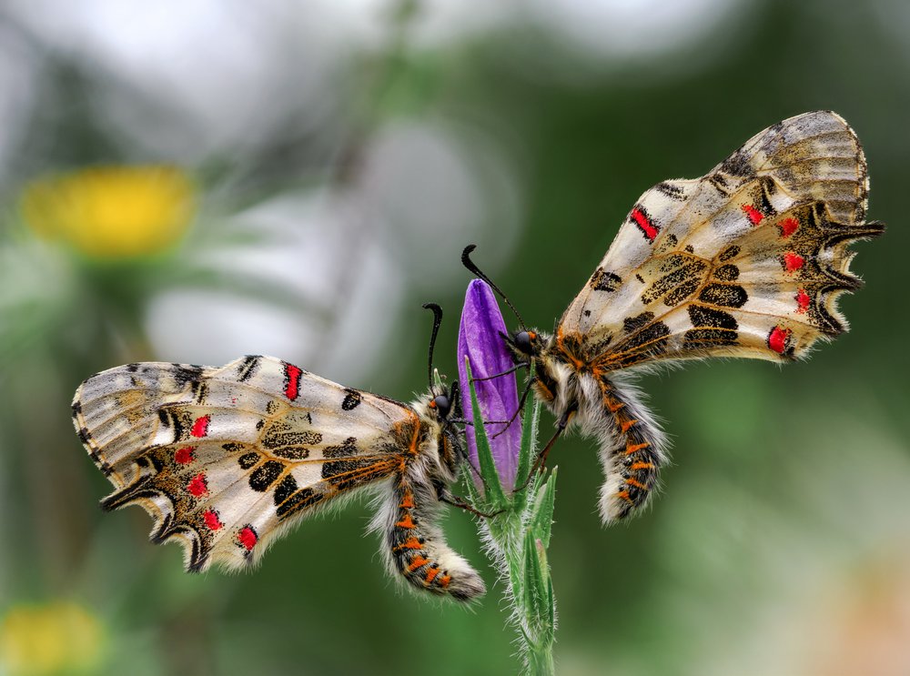 Two Butterflies On Flower