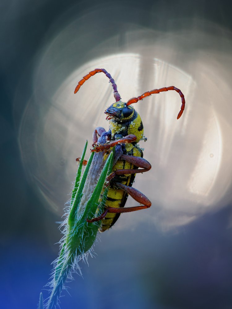 Vibrant Beetle Bokeh