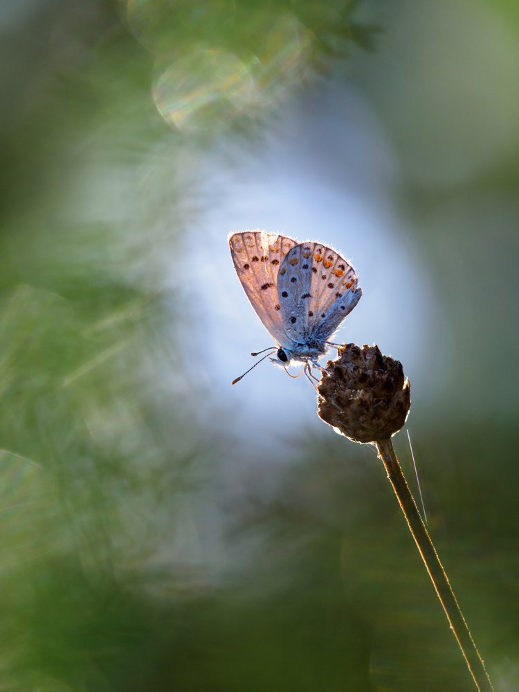Glowing Butterfly Light