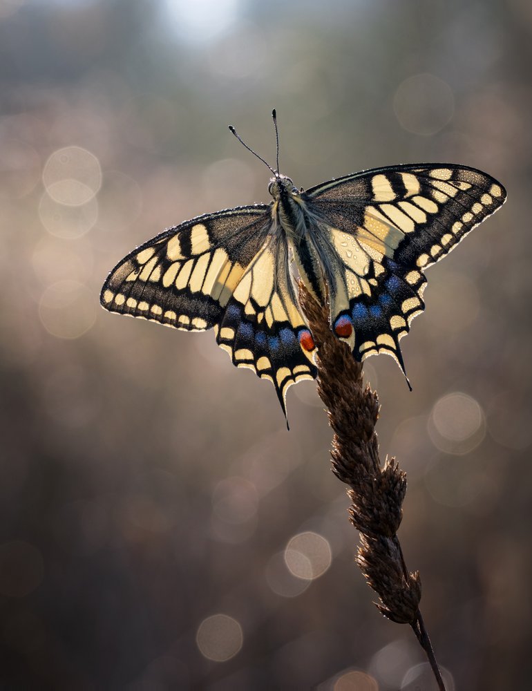 Morning Swallowtail Butterfly