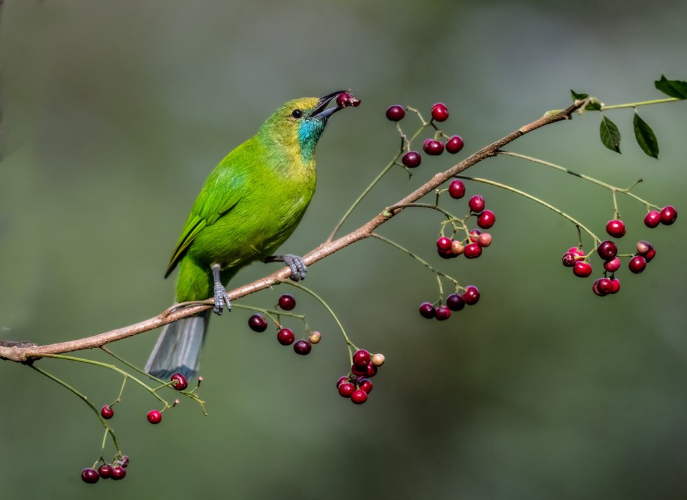 Green Bird Berry Feast