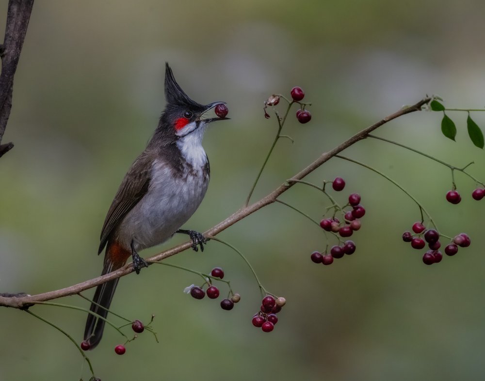 Red Crested Bulbul