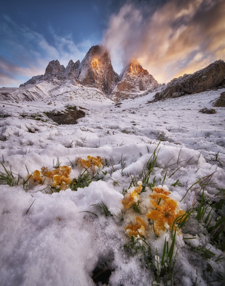 Winter Mountains Golden Bloom