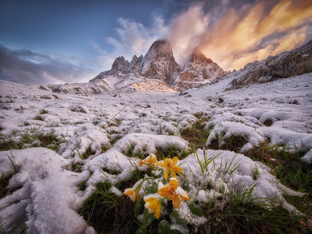 Snowy Mountain Spring Flowers