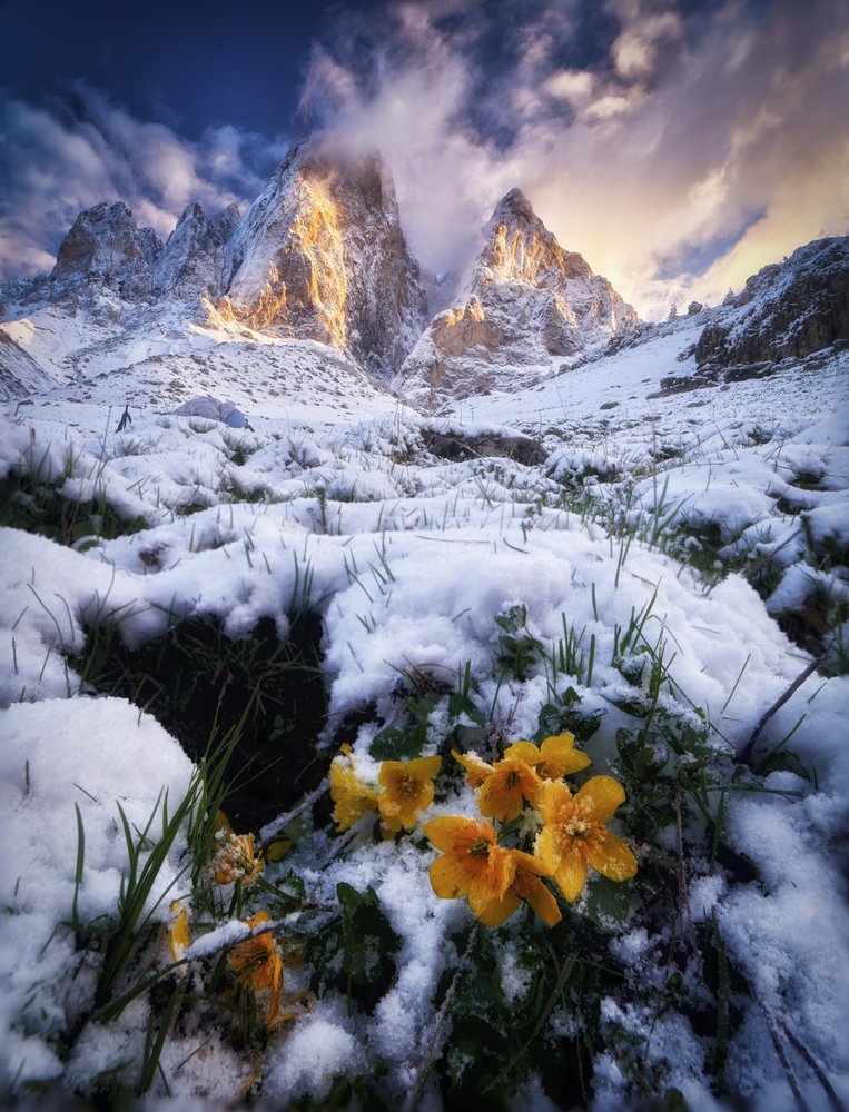 Golden Peaks Spring Flowers