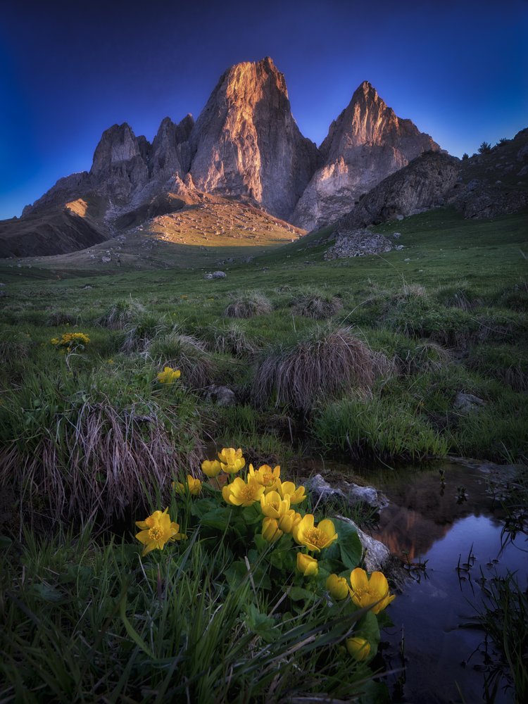 Golden Mountain Meadow